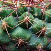 Copiapoa_ taltalensis _ssp.taltalensis _10